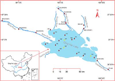 A Novel Tracer Technique to Quantify the Lithogenic Input Flux of Trace Elements to Qinghai Lake